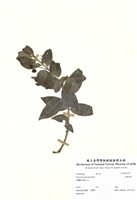 藏品(刺果衛矛)的圖片